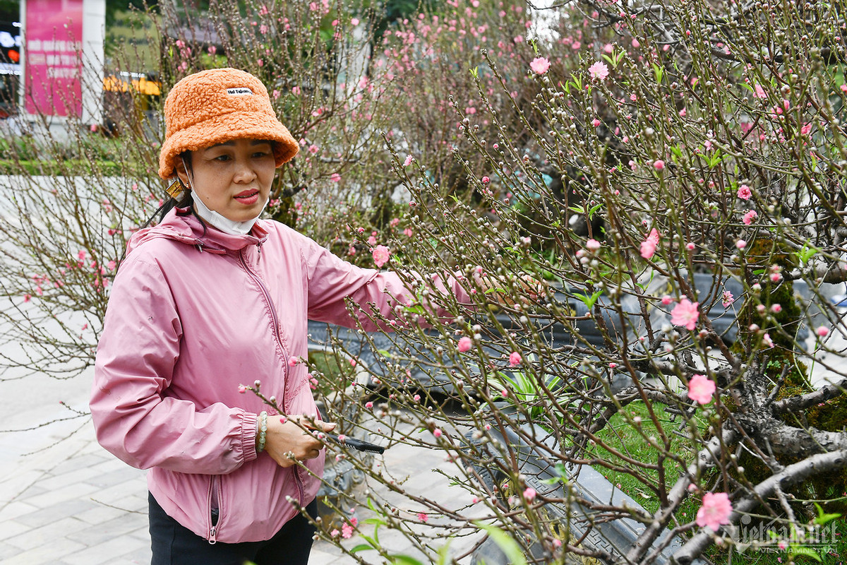 Chị Ngô Thị Lan Anh, chủ của hai cây đào (trong ảnh) cho biết, gia đình sẽ còn chở khoảng 10 xe đào khủng như thế này về chợ để tìm khách thuê hoặc bán. "Nếu khách có thiện chí, tôi sẽ giảm giá", người phụ nữ nói.