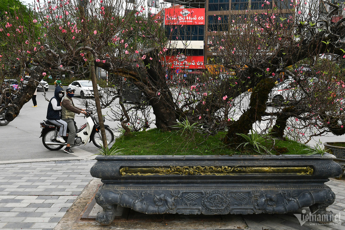 Hai cây đào thu hút sự chú ý của rất nhiều người đi đường. Theo chị Lan Anh, nếu khách muốn mua cũng sẽ bán và giá sẽ cao gấp đôi. "Phần lớn người ta chỉ thuê về chơi mấy ngày Tết chứ không ai dám mua cả, vì phải biết chăm sóc", bà chủ nói. * Tiêu đề bài viết đã được biên tập lại