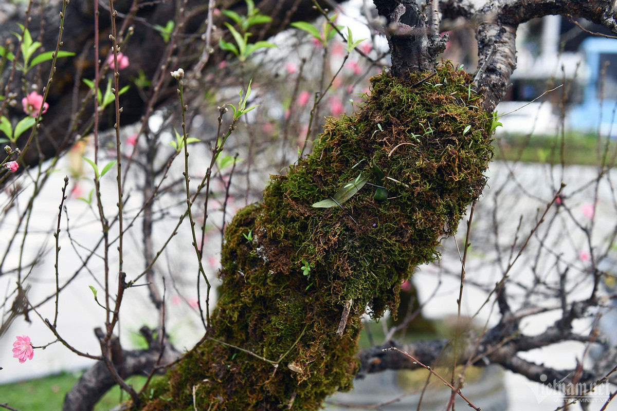 Cây đào này lần đầu hoàn thành và đã có khách thuê vào năm ngoái, năm nay lại được đưa ra chợ tìm khách. Chị Ngô Thị Lan Anh, chủ nhân của tác phẩm chia sẻ, lẽ ra đã có một đơn vị thuê nhưng sau khi chở đến nơi kê vào không vừa họ liền đổi sang cây khác.