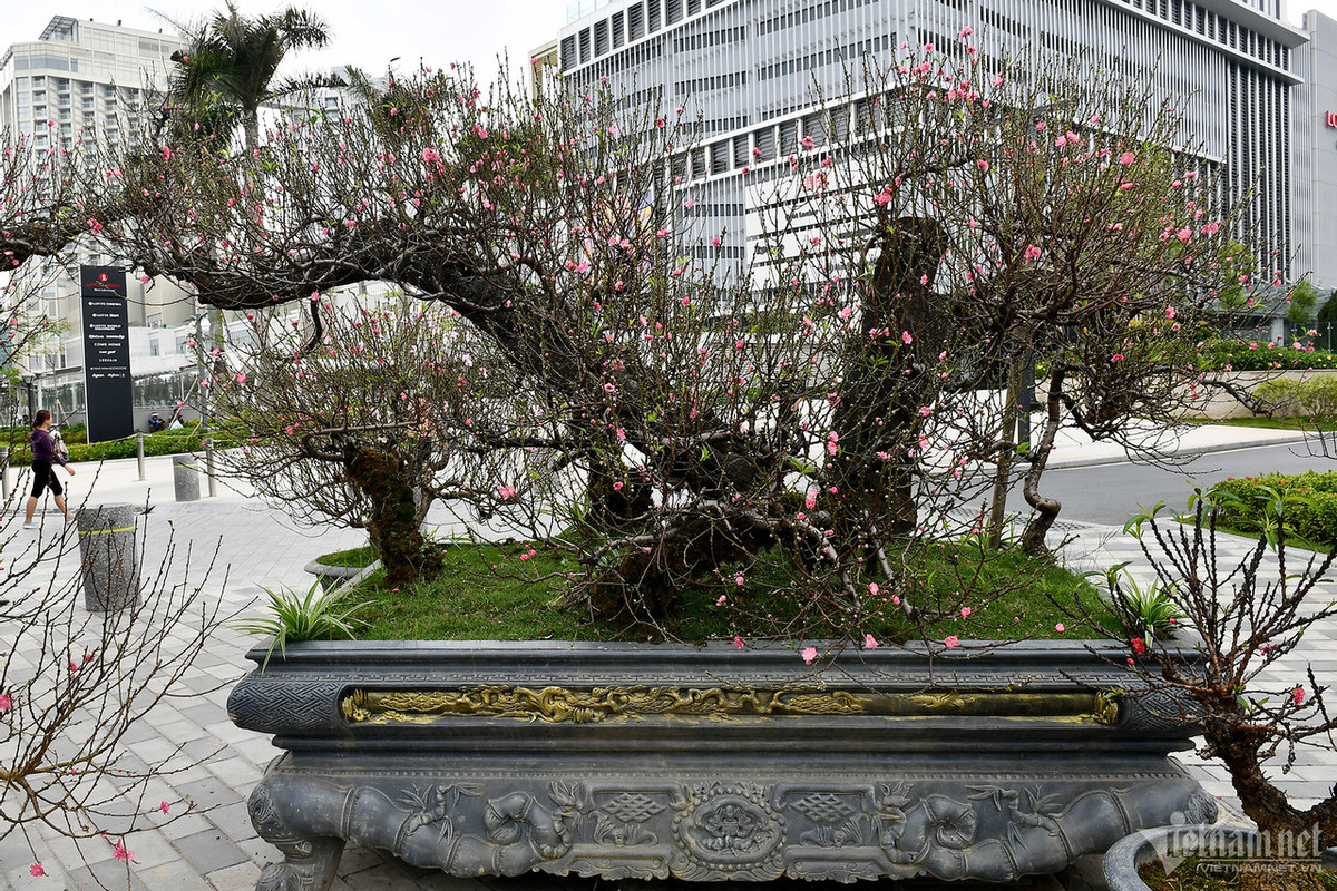 Cây phải được chuyển lên miền núi chăm sóc vì cần điều kiện khí hậu phù hợp rồi mới chở bằng ô tô tải về Thủ đô để hoàn thiện các công việc thành một tác phẩm hoàn chỉnh.