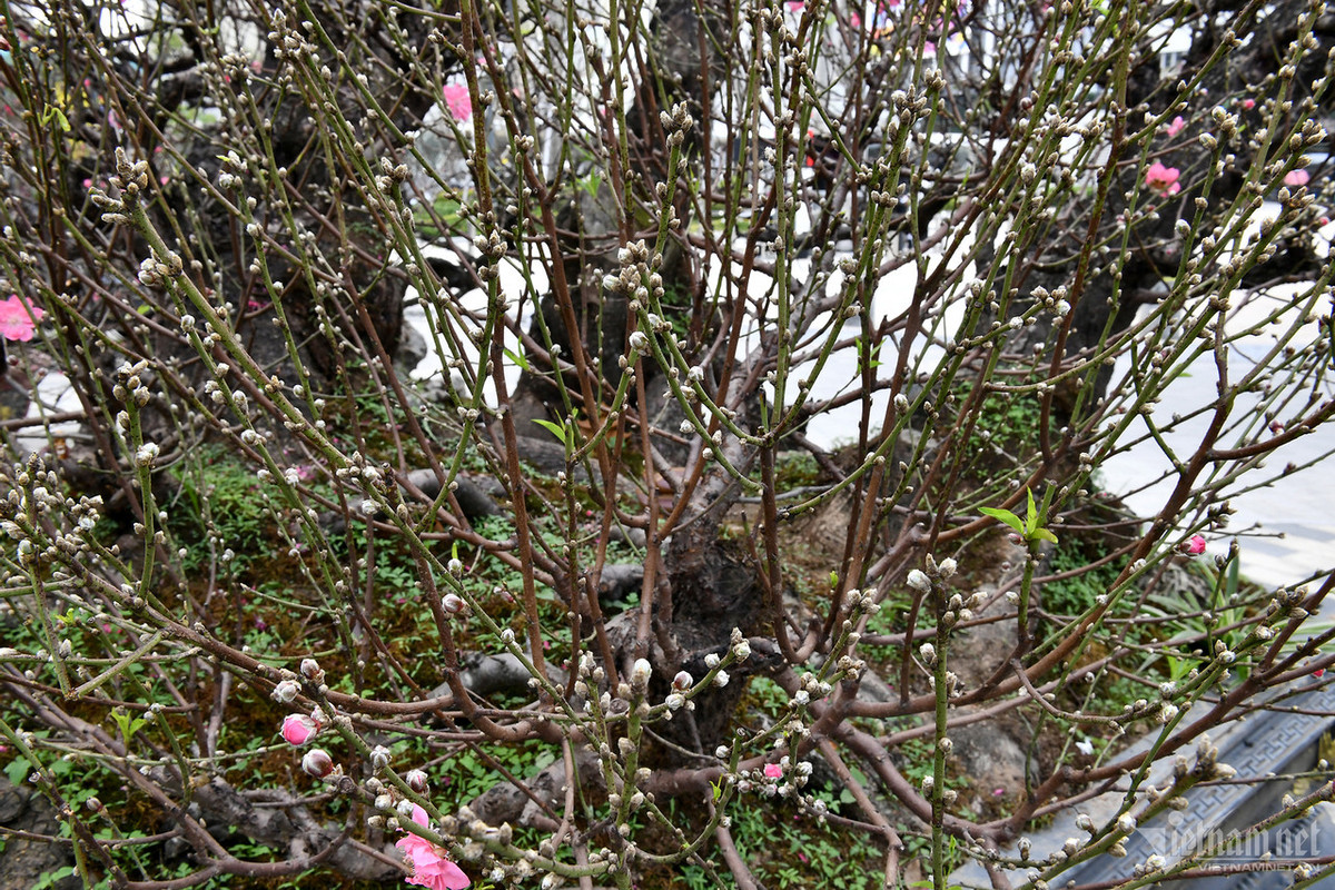 Cây đào này có dáng thế khá đẹp, nhiều nụ, được chủ vườn mua gốc từ nguồn đào rừng về ghép. Sau thời gian dài chăm sóc cây đã có thành quả như hiện tại.