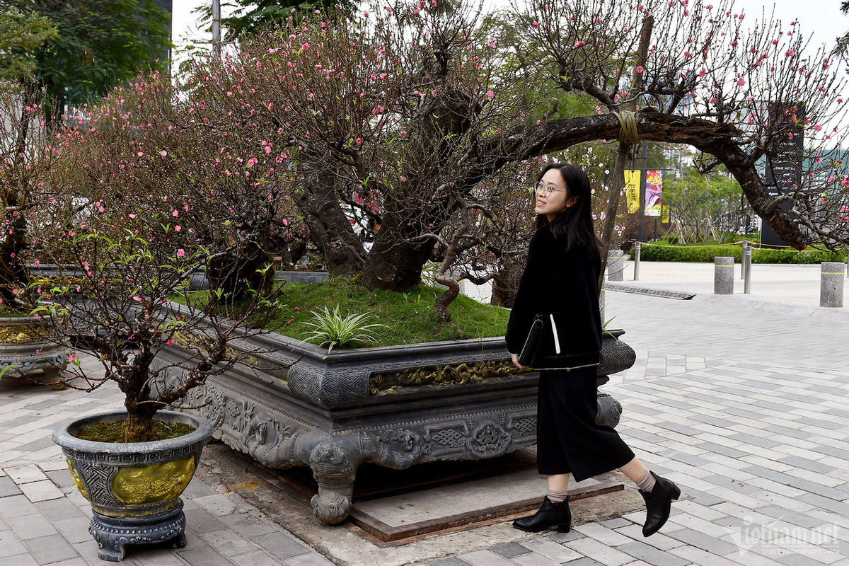 Ngay cạnh đó là một cây "khủng" khác cùng có giá cho thuê 100 triệu đồng nhưng chưa có khách đặt. Chị Lan Anh cho biết, gốc của nó mua từ Sơn La đã hơn 10 năm về ghép với cành của giống đào Nhật Tân. 