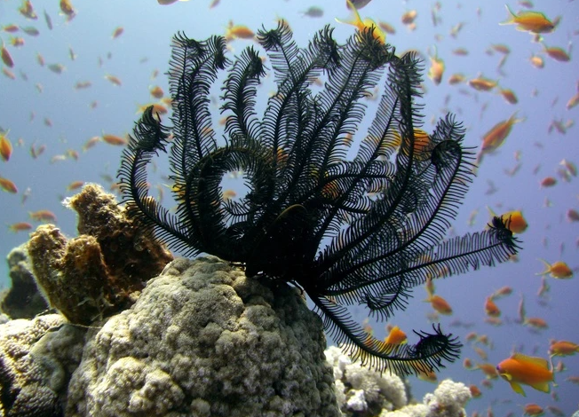 Việc kéo lưới dọc theo Nam Đại Dương của nhóm nghiên cứu Mỹ đã xác định tổng cộng 4 loài sao lông vũ mới. Trong số này, loài Promachocrinus fragarius nổi bật nhất với số lượng cánh tay lên tới 20, trong khi các loài khác chỉ khoảng 10 cánh tay. Ảnh: Tim Sheerman-Chase/Flickr.