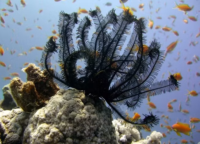 Việc kéo lưới dọc theo Nam Đại Dương của nhóm nghiên cứu Mỹ đã xác định tổng cộng 4 loài sao lông vũ mới. Trong số này, loài Promachocrinus fragarius nổi bật nhất với số lượng cánh tay lên tới 20, trong khi các loài khác chỉ khoảng 10 cánh tay. Ảnh: Tim Sheerman-Chase/Flickr.