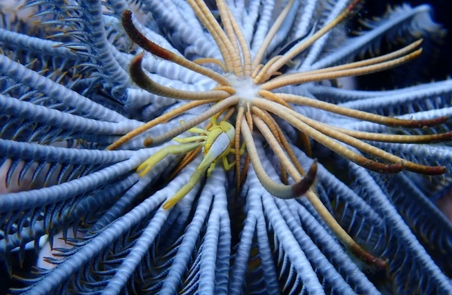 Loài vật này có hình dạng gần như hình tam giác với đặc điểm rộng hơn ở phía trên và thuôn nhọn, trong khi thân dưới lại tròn. Một đặc điểm thú vị của loài huệ biển là chúng có thể tái tạo các chi vô hạn. Theo nhà sinh vật học Angela Stevenson thuộc Đại học British Columbia, quá trình tái tạo chi có thể là lý do giúp loài này tồn tại trong hơn 200 triệu năm. Ảnh: National Geographic.