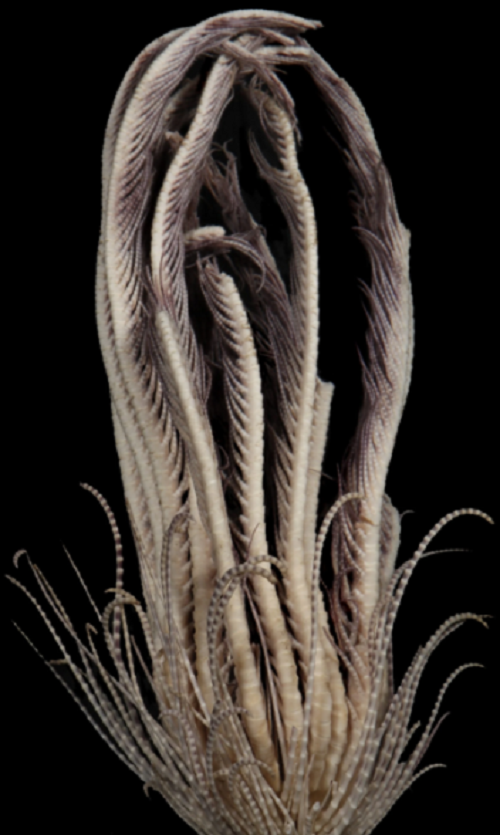 Cụ thể, sinh vật mới này có tới 20 cánh tay phân nhánh từ trung tâm cơ thể và được đặt tên là sao lông vũ dâu tây Nam Cực do hình dáng có phần giống quả dâu tây. Ảnh: Greg Rouse.