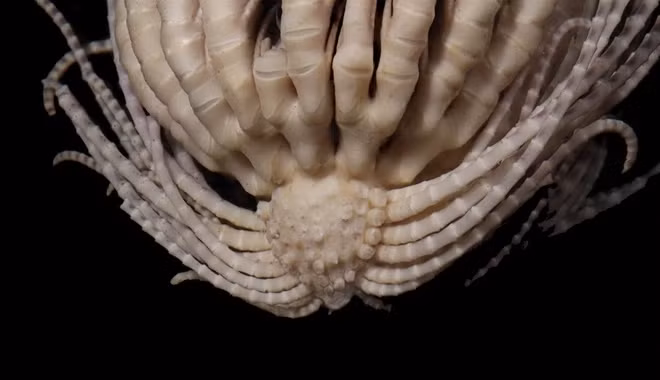 Năm 2023, khi đang thả lưới ở Nam Đại Dương, các nhà khoa học đã rất bất ngờ khi tìm thấy một sinh vật hoàn toàn mới thuộc loài Crinoids (huệ biển). Ảnh: Greg Rouse.