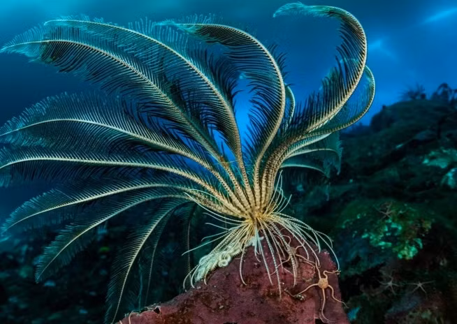 Theo các báo cáo, loài vật này có thể được tìm thấy khắp Nam Đại Dương từ độ sâu khoảng 65-1.170 m. Ảnh: National Geographic.