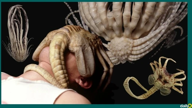Nhiều trang tin lập tức liên tưởng ngoại hình của sao lông vũ dâu tây Nam Cực có phần rất giống với Facehugger (Thể bám mặt), sinh vật ngoài hành tinh đầu tiên được giới thiệu trong bộ phim Alien năm 1979. Ảnh: dailyO.