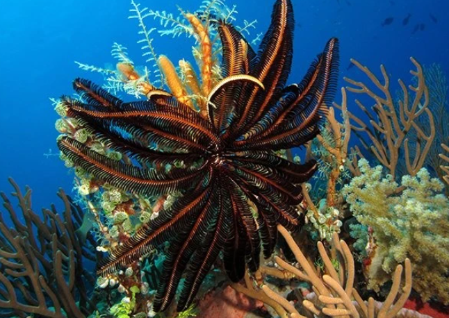 Loài huệ biển chủ yếu bám vào những tảng đá và rạn san hô trong phần lớn thời gian sinh sống. Chúng rất ít khi di chuyển khỏi nơi cư trú của mình, do đó rất hiếm để bắt gặp cảnh tượng loài động vật này bơi lội. Ảnh: Magnus Deep Below.