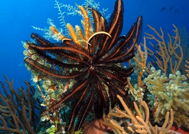 Loài huệ biển chủ yếu bám vào những tảng đá và rạn san hô trong phần lớn thời gian sinh sống. Chúng rất ít khi di chuyển khỏi nơi cư trú của mình, do đó rất hiếm để bắt gặp cảnh tượng loài động vật này bơi lội. Ảnh: Magnus Deep Below.