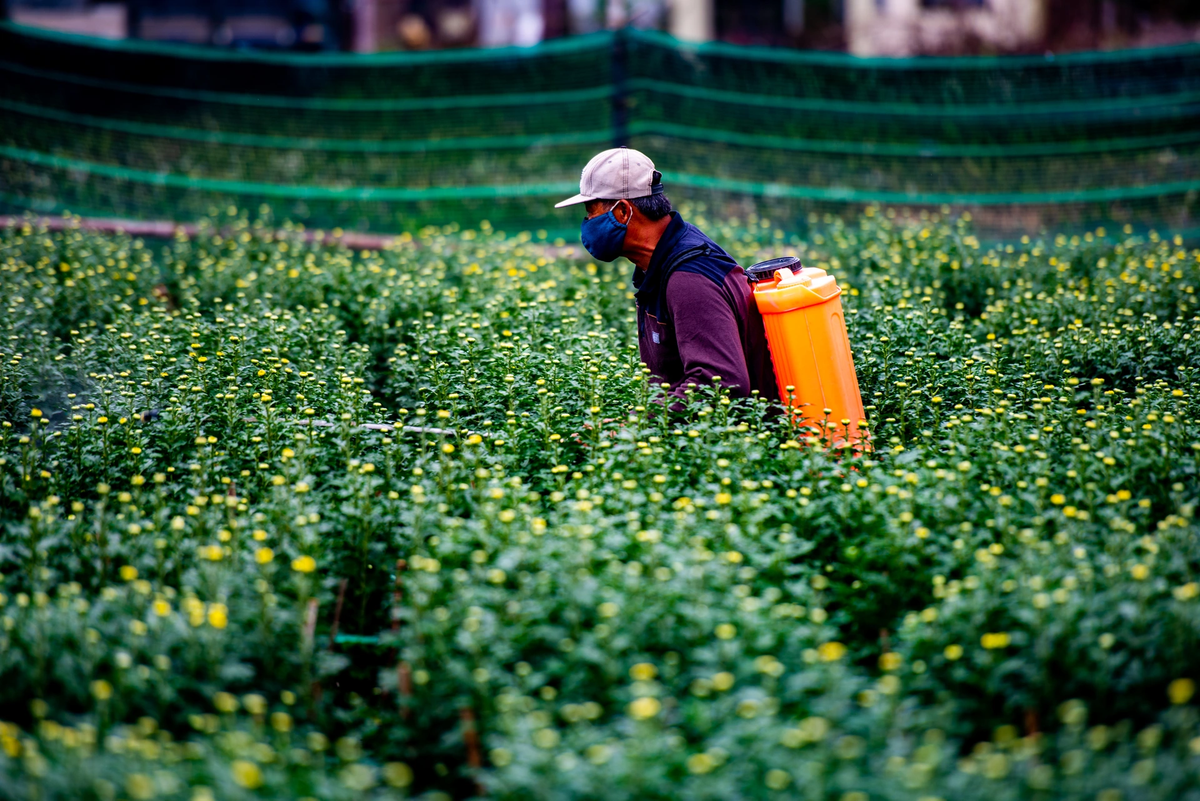 Đây là vùng chuyên canh lớn và lâu đời của thành phố Đà Nẵng, chuyên cung cấp cúc cho thị trường Đà Nẵng và các tỉnh, thành lân cận.