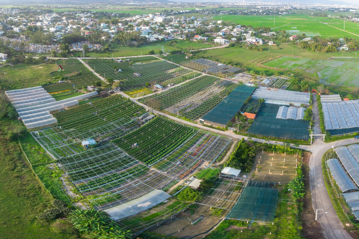  Làng hoa Dương Sơn là vùng chuyên canh hoa lâu đời nhất của thành phố Đà Nẵng. Ngoài trồng hoa truyền thống, hiện có nhiều hộ triển khai trồng hoa bằng ứng dụng khoa học kỹ thuật công nghệ cao, xây dựng nhà vòm để trồng hoa.
