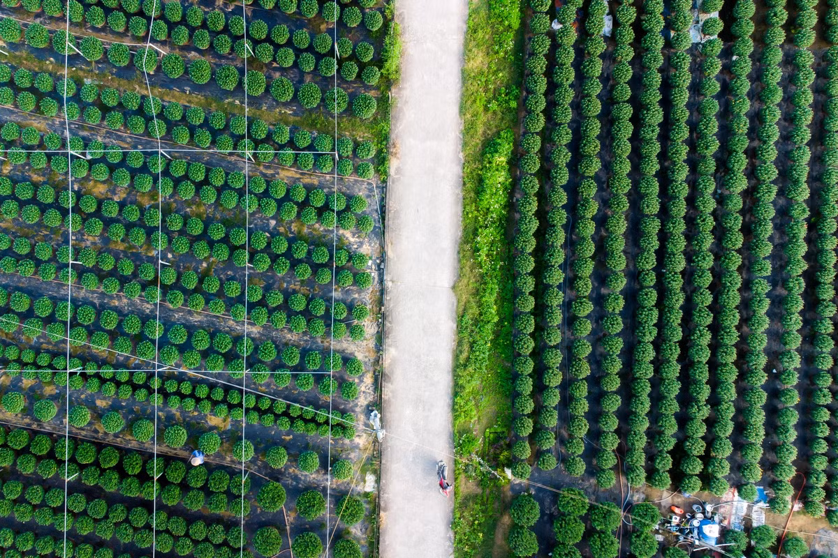 Làng hoa Dương Sơn có 19 hộ trồng hoa. Diện tích vùng trồng hoa khoảng 4,5ha, trong đó 3ha trồng hoa cúc truyền thống và 1,5ha trồng hoa công nghệ.