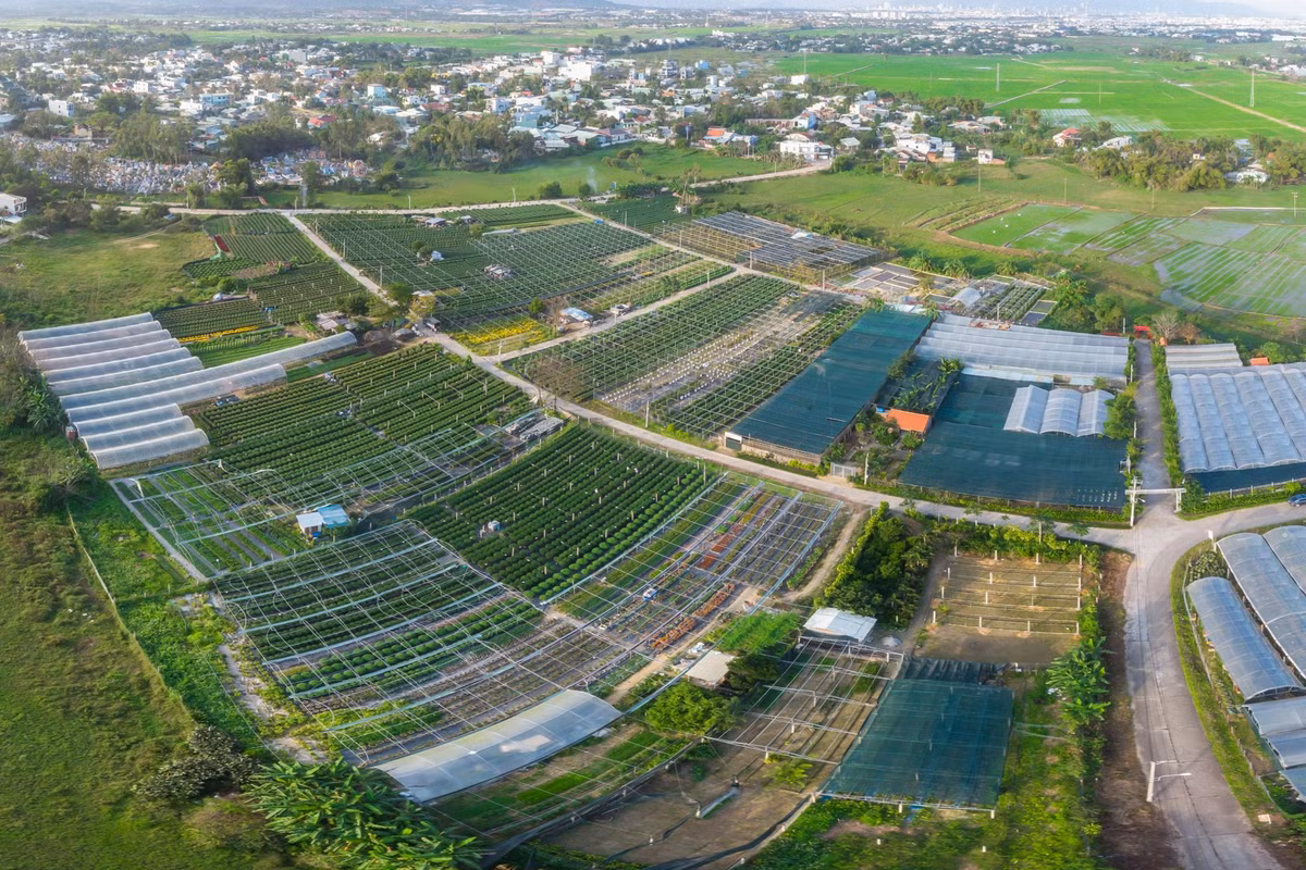  Làng hoa Dương Sơn là vùng chuyên canh hoa lâu đời nhất của thành phố Đà Nẵng. Ngoài trồng hoa truyền thống, hiện có nhiều hộ triển khai trồng hoa bằng ứng dụng khoa học kỹ thuật công nghệ cao, xây dựng nhà vòm để trồng hoa.