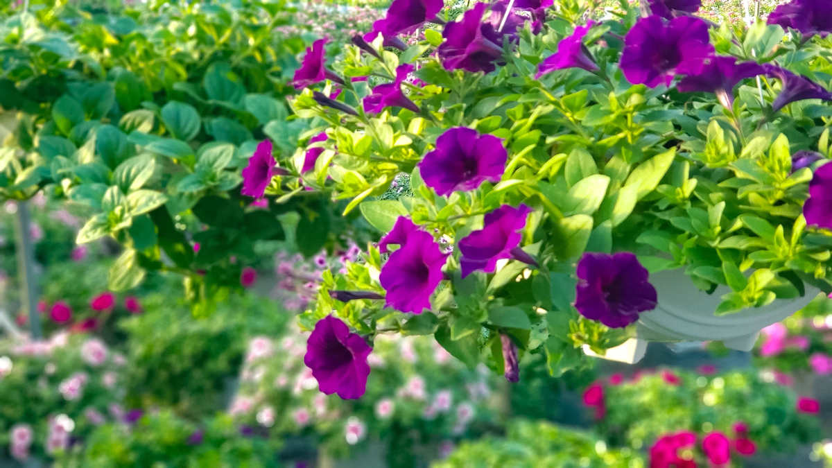 Ngoài các loại hoa truyền thống, nhiều dòng hoa mới như hồng, dạ yến thảo, cát tường cũng được trồng khắp làng…