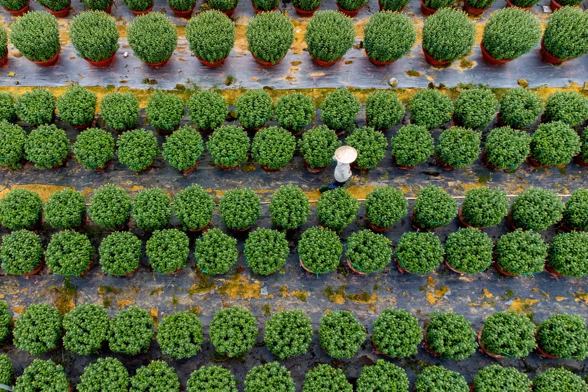 Đây là một trong những vựa hoa lớn nhất của thành phố Đà Nẵng, hàng năm cung cấp ra thị trường nguồn hoa rất lớn, phục vụ nhu cầu của người dân quanh năm.