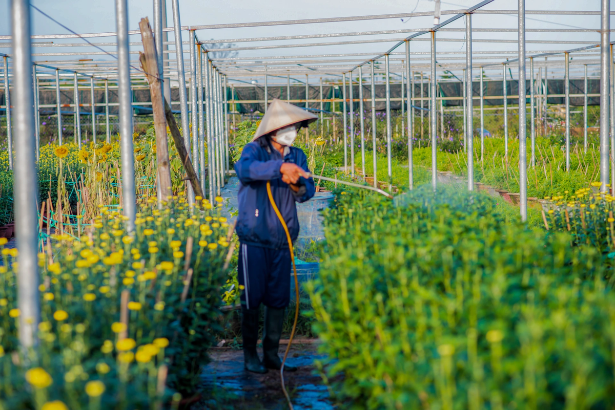 Những ngày giáp Tết Giáp Thìn, các nông hộ tất bật chăm sóc hoa, vận chuyển tới vùng tiêu thụ. Ảnh: Nguyễn Trình