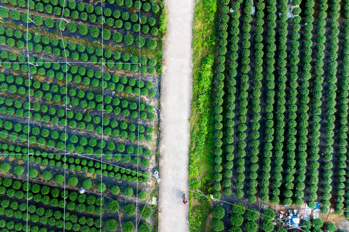 Làng hoa Dương Sơn có 19 hộ trồng hoa. Diện tích vùng trồng hoa khoảng 4,5ha, trong đó 3ha trồng hoa cúc truyền thống và 1,5ha trồng hoa công nghệ.