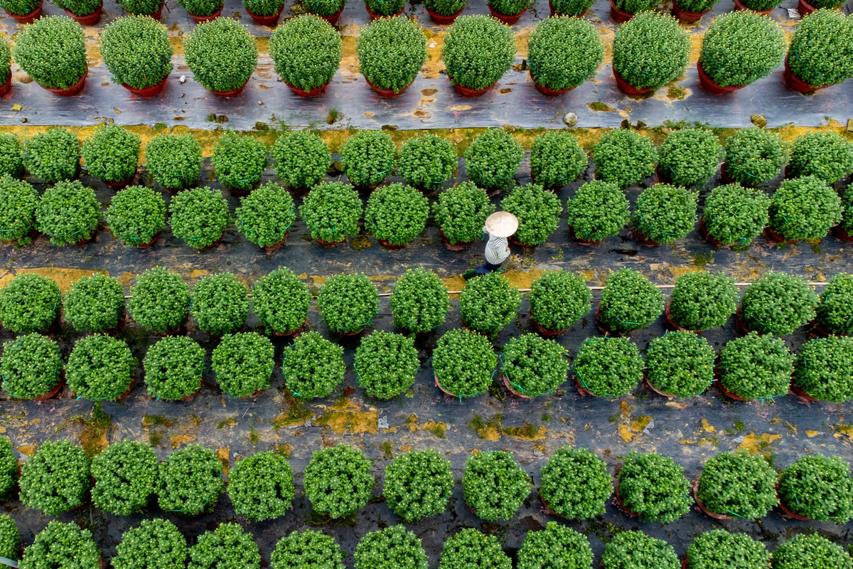 Đây là một trong những vựa hoa lớn nhất của thành phố Đà Nẵng, hàng năm cung cấp ra thị trường nguồn hoa rất lớn, phục vụ nhu cầu của người dân quanh năm.