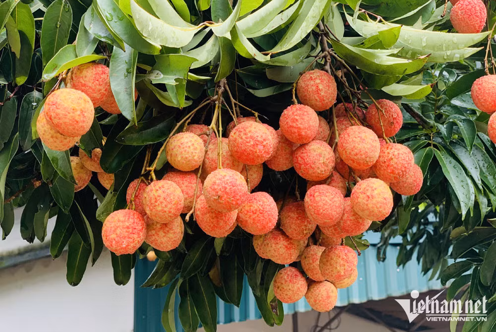 Vai thieu mat mua, nong dan Bac Giang van kiem tien ky luc