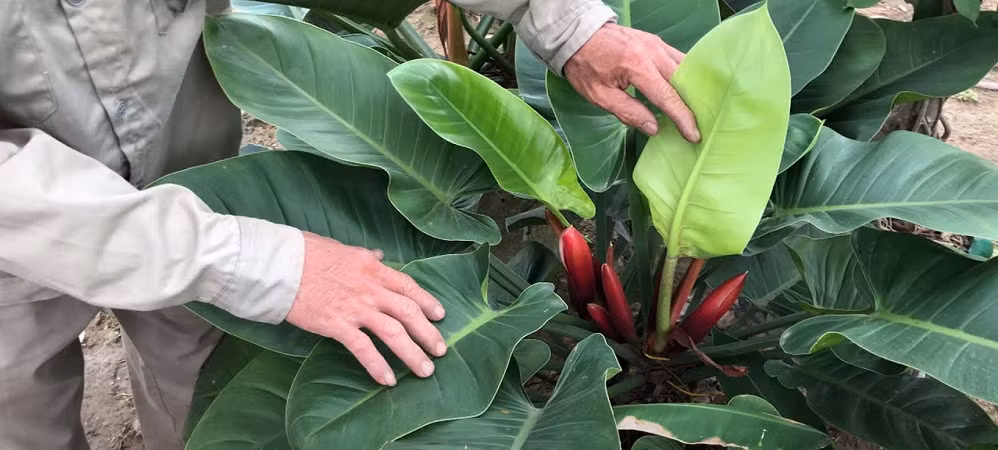 Những chiếc lá đại hoàng đế có chiều dài cuống lá khoảng 5 đến 23cm và đường kính từ 10 đến 20mm. Đại hoàng đế có thể ra hoa và hoa của chúng mọc theo cụm gọi là bông mo. Hoa của đại hoàng đế có thể mang sắc tím hoặc màu xanh lá cây nhuốm tím hoặc đỏ... 