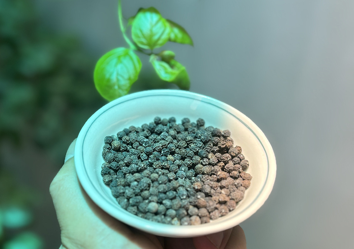 Mot loai hat cua Viet Nam tu chot bang len dat nhat the gioi-Hinh-2