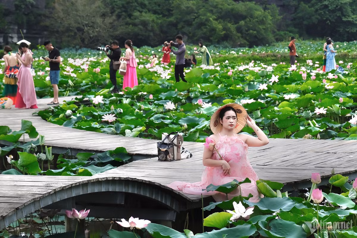 Những ngày giữa tháng 6, một đầm sen ở Ninh Bình nở rộ đã thu hút hàng nghìn lượt khách đến chụp ảnh check-in. Để được vào đây, mỗi người phải bỏ ra 100.000 đồng để mua vé vào cửa.