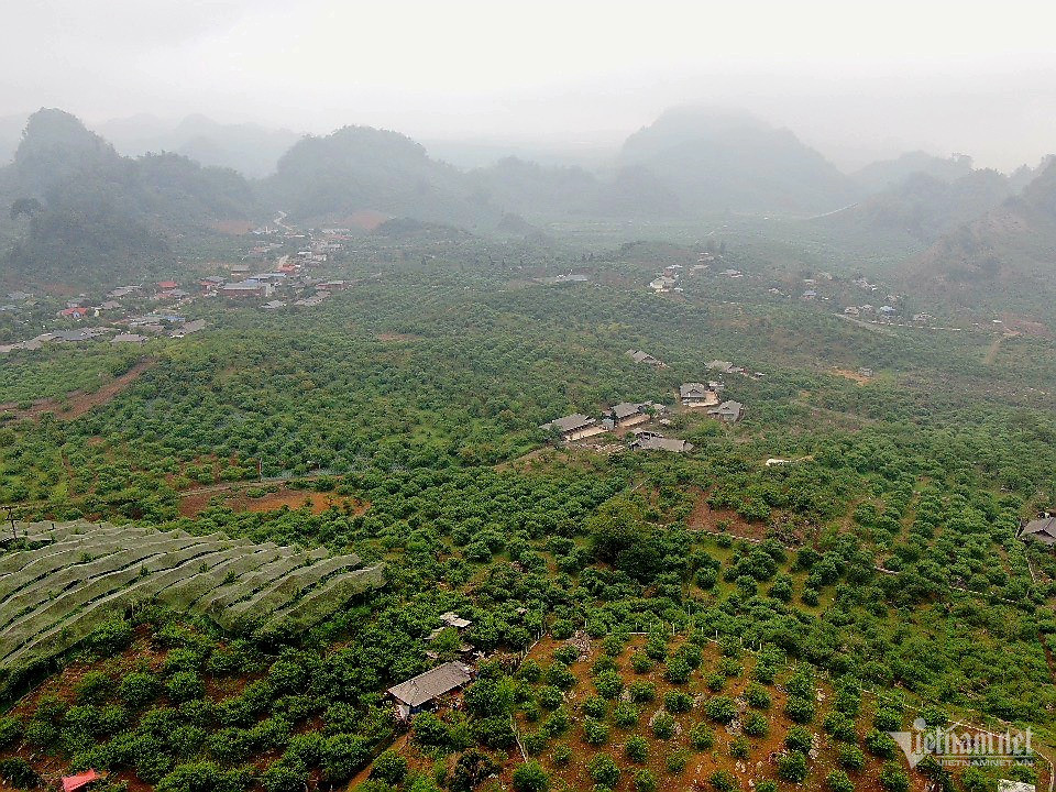 Nong dan khoc rong vi man rung sau mua da, gia sut 60 lan-Hinh-4