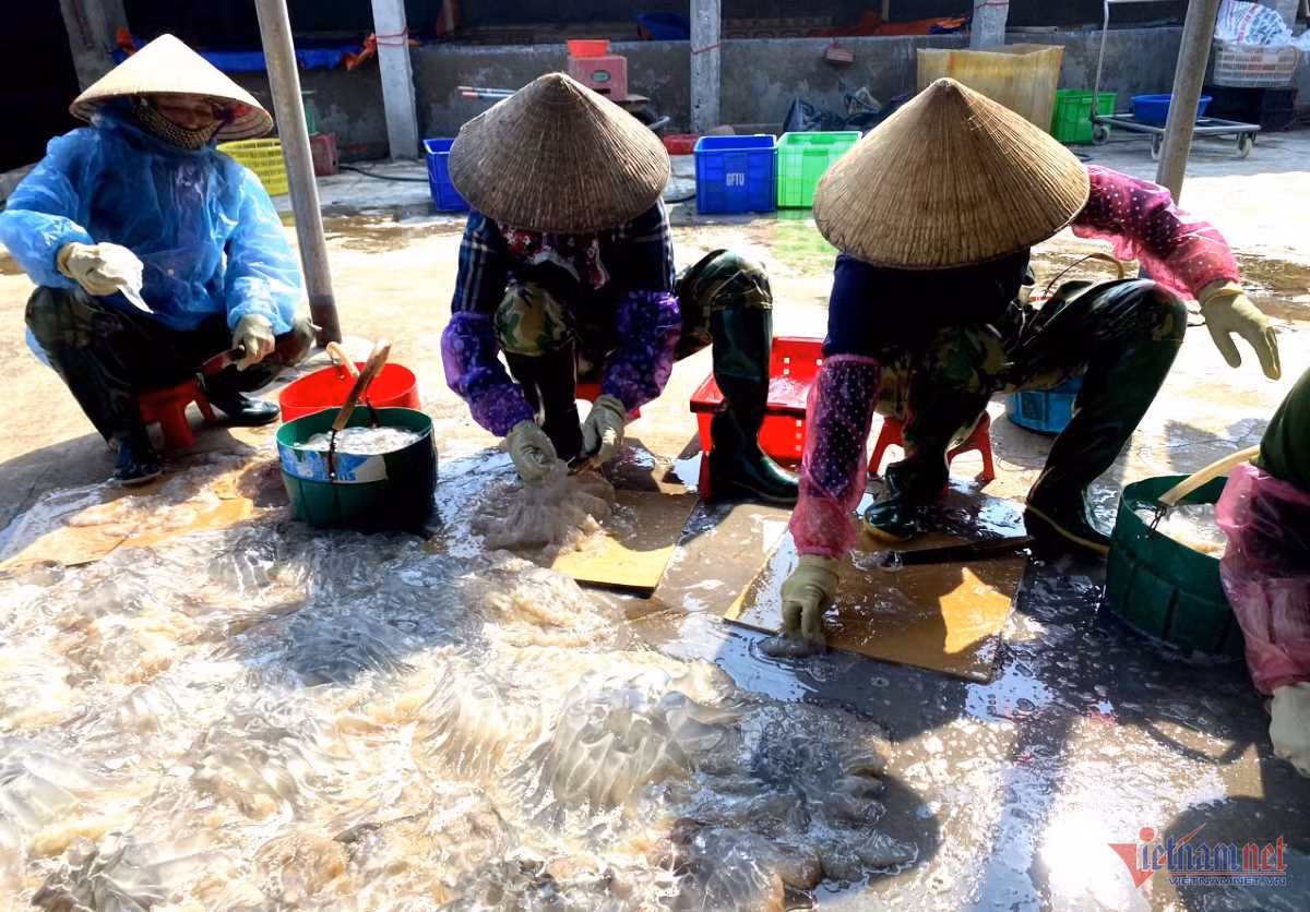 Thu hoach “vang trang”, ngu dan Thanh Hoa thu tien trieu moi ngay