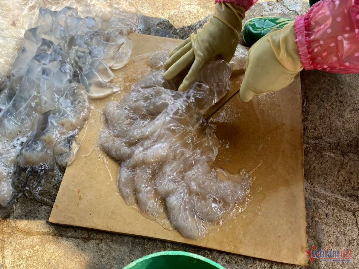 Thu hoạch “vàng trắng”, ngư dân Thanh Hoá thu tiền triệu mỗi ngày - Hình 3 Thu hoach “vang trang”, ngu dan Thanh Hoa thu tien trieu moi ngay-Hinh-3