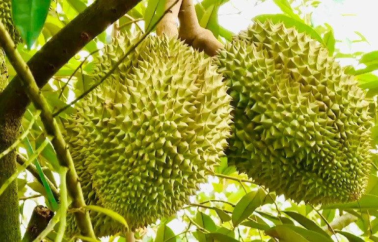 Giá sầu riêng ở Vĩnh Long cao chưa từng thấy Gia sau rieng o Vinh Long cao chua tung thay