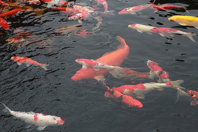 Đàn cá Koi có kích thước từ 40 – 90cm