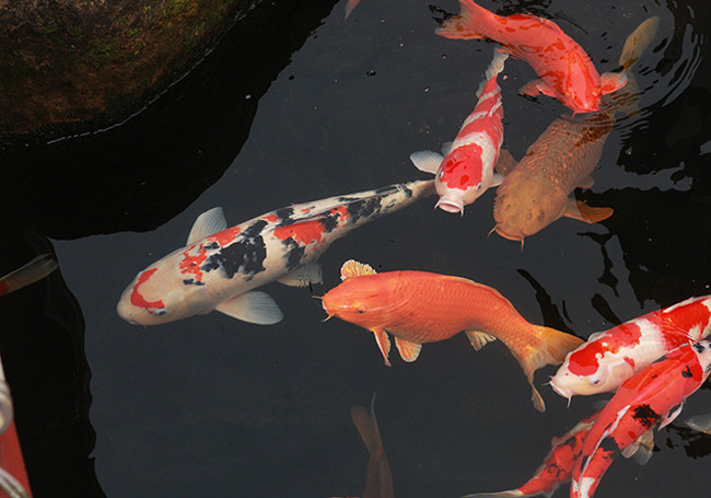 Theo anh Dũng, cá Koi chất lượng cao phải có màu sắc tốt, mảng màu trên da có độ dày, sắc nét. Tuổi cá nhỏ mà cấu trúc hình thể to lớn, cân đối, phát triển chiều dài vượt bậc so với cá cùng lứa thì giá càng cao gấp nhiều lần.