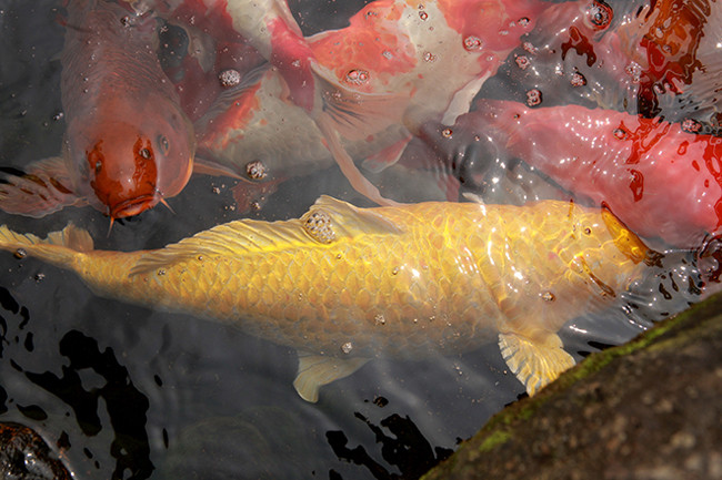 Những chú cá Koi có thể hình thể cân đối, vạm vỡ, màu sắc và hoa văn đẹp mắt