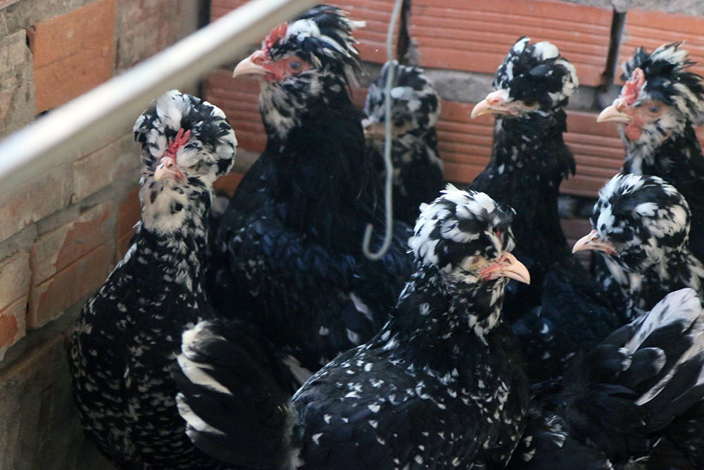 Chet me ga quy phi, anh ky su Sai Gon bo vo ve que xay doi moi-Hinh-5