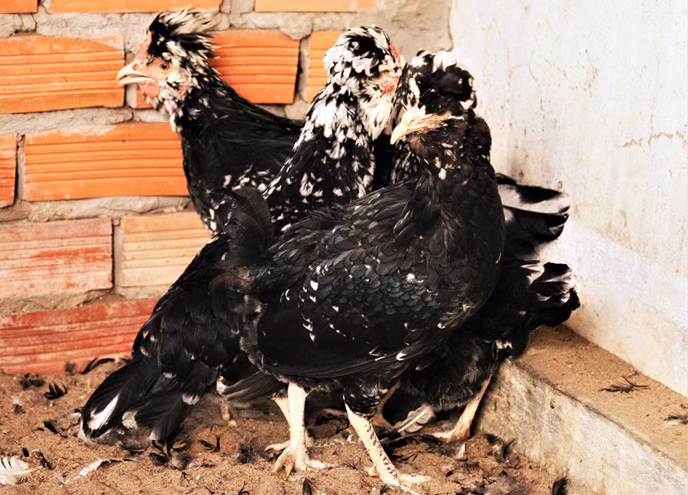 Chet me ga quy phi, anh ky su Sai Gon bo vo ve que xay doi moi-Hinh-3