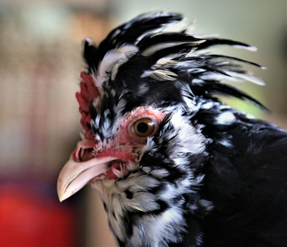 Chet me ga quy phi, anh ky su Sai Gon bo vo ve que xay doi moi-Hinh-2