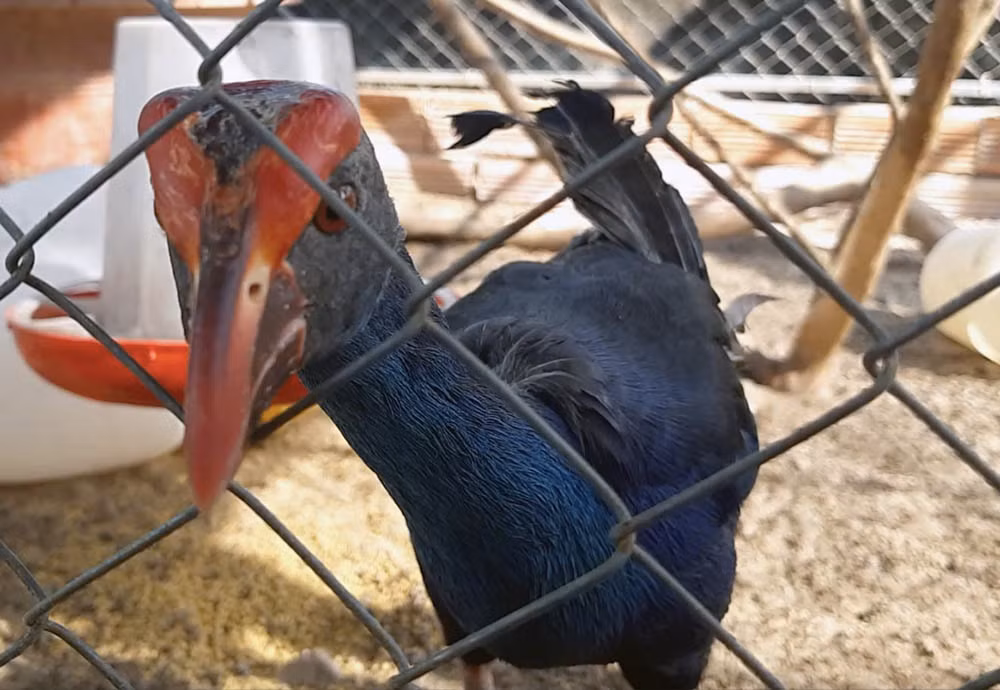 Chet me ga quy phi, anh ky su Sai Gon bo vo ve que xay doi moi-Hinh-8