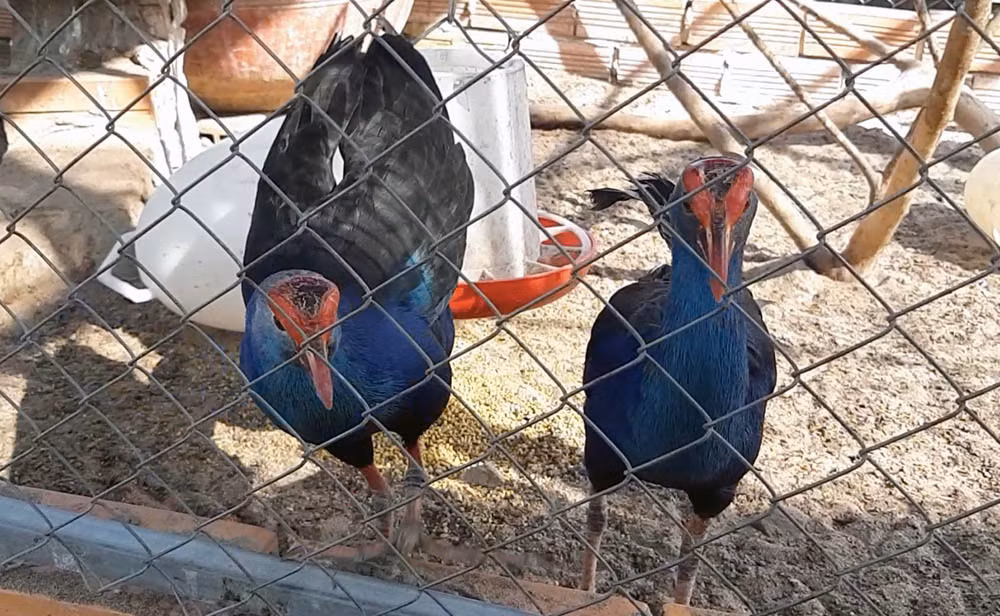 Chet me ga quy phi, anh ky su Sai Gon bo vo ve que xay doi moi-Hinh-7