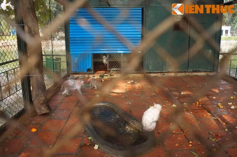 Dan khi trui long, moc trang ghe nguoi o Vuon thu Ha Noi