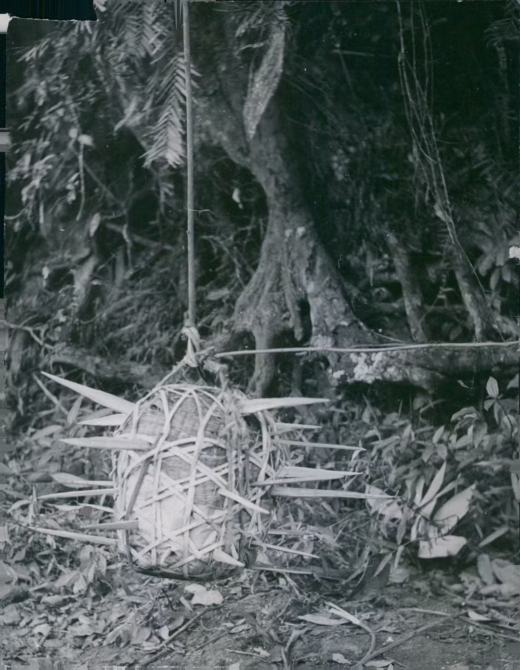 Bẫy chông treo dạng quả cầu gai thả theo phương ngang, 1964.