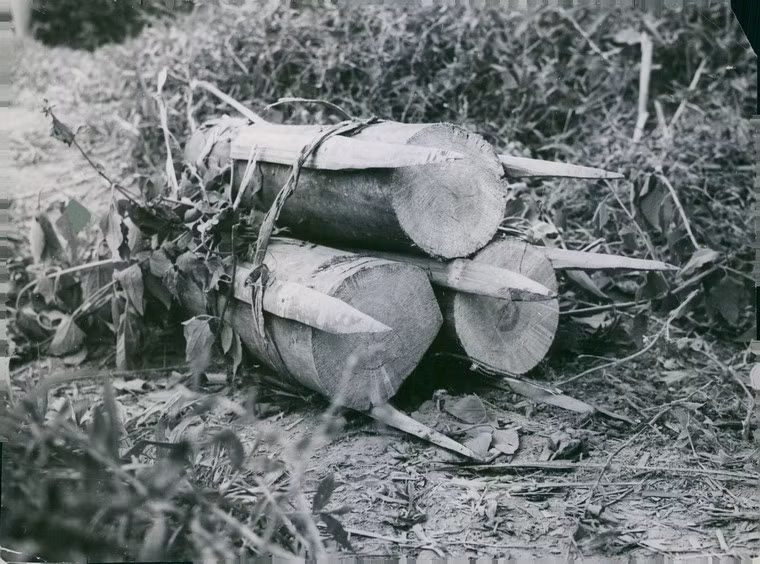 Một loại bẫy chông treo dùng để thả từ trên cây xuống của quân đội Giải phóng, 1964.