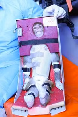 Gần đây nhất, ngày 28/1/2013, chú khỉ Pishgam (tiếng Farsi nghĩa là Hướng đạo sinh) đã được cơ quan Vũ trụ Iran phóng lên quỹ đạo để thực hiện chuyến bay thử nghiệm trước khi nước này đưa các phi hành gia vũ trụ lên không gian.