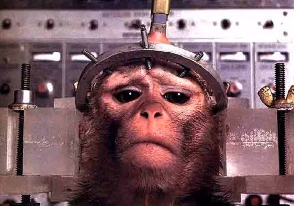 Bất chấp những nỗi đau đớn loài khỉ phải chịu đựng, các chuyên gia tiếp tục sử dụng chất độc thần kinh để gây tổn thương cơ thể loài khỉ y như một bệnh nhân thật. Sau đó tiến hành thử nhiều loại thuốc nhằm chữa trị căn bệnh đó...