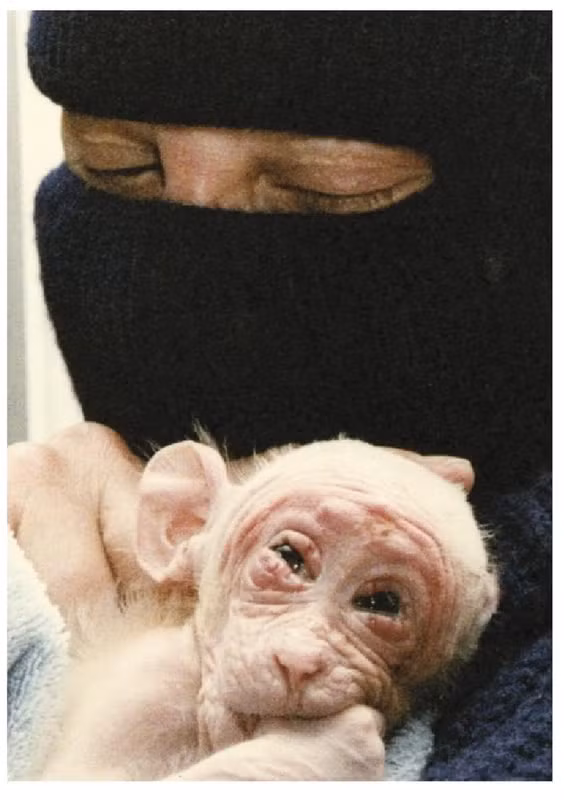 Phẫn nộ trước sự ngược đãi này, các nhà bảo vệ động vật đã tiến hành một cuộc đột kích vào phòng thí nghiệm và giải cứu chú khỉ năm 1985. Chủ khỉ sau đó đã được tháo các vết khâu ở đôi mắt để có thể nhìn lại bình thường.