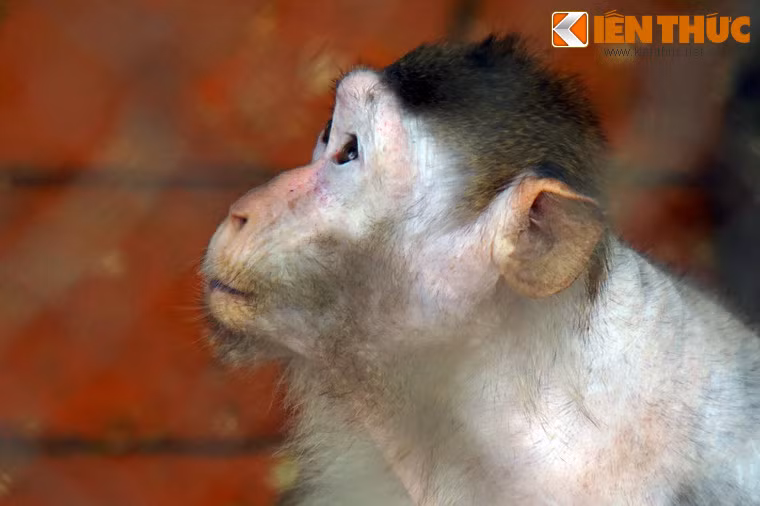 Diện tích chật chội cùng điều kiện vệ sinh không bảo đảm khiến nhiều con khỉ ở vườn thú bị bệnh ngoài da.