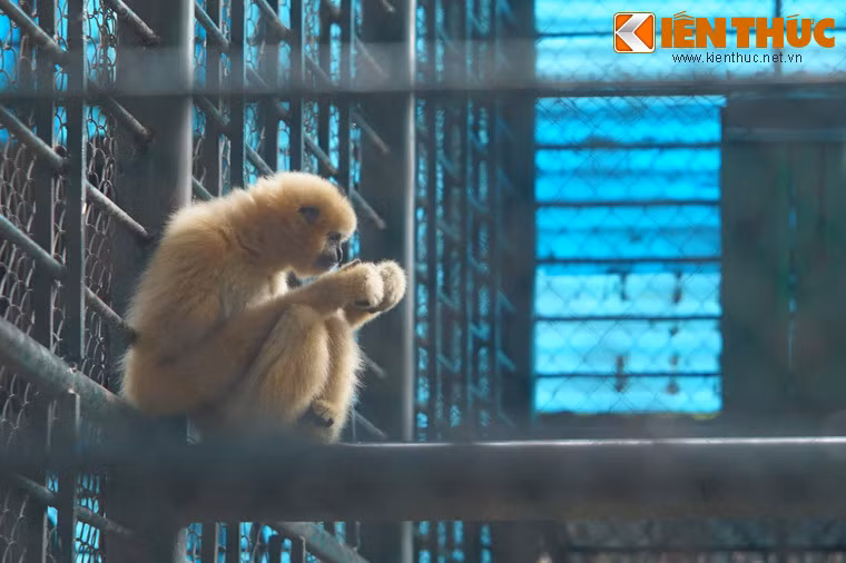 Hi vọng rằng trong tương lai, điều kiện sống của những con vật ở Vườn thú Hà Nội sẽ được cải thiện.