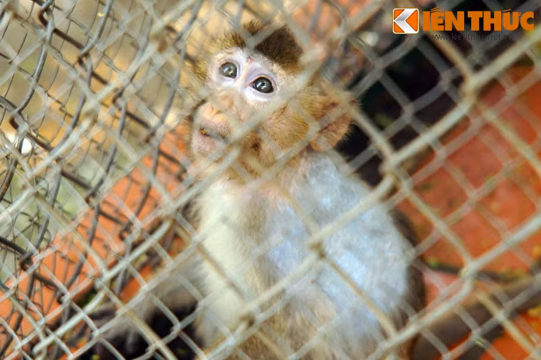 Có thể cảm nhận phần nào điều này qua đôi mắt buồn bã sau song sắt của những chú khỉ ở Vườn thú Hà Nội.