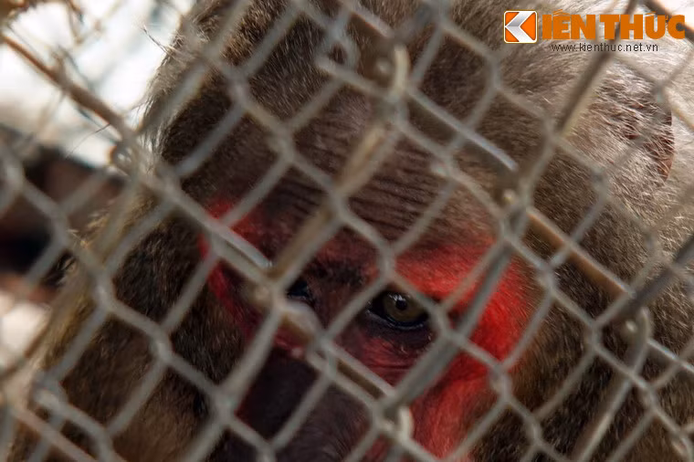 Trên thế giới, việc nuôi động vật trong lồng sắt ở các vườn thú đã trở nên lạc hậu.